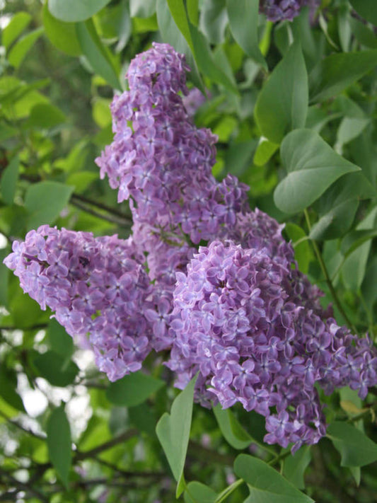 syringa vulgars is the host plant for tiger swallowtail butterfly