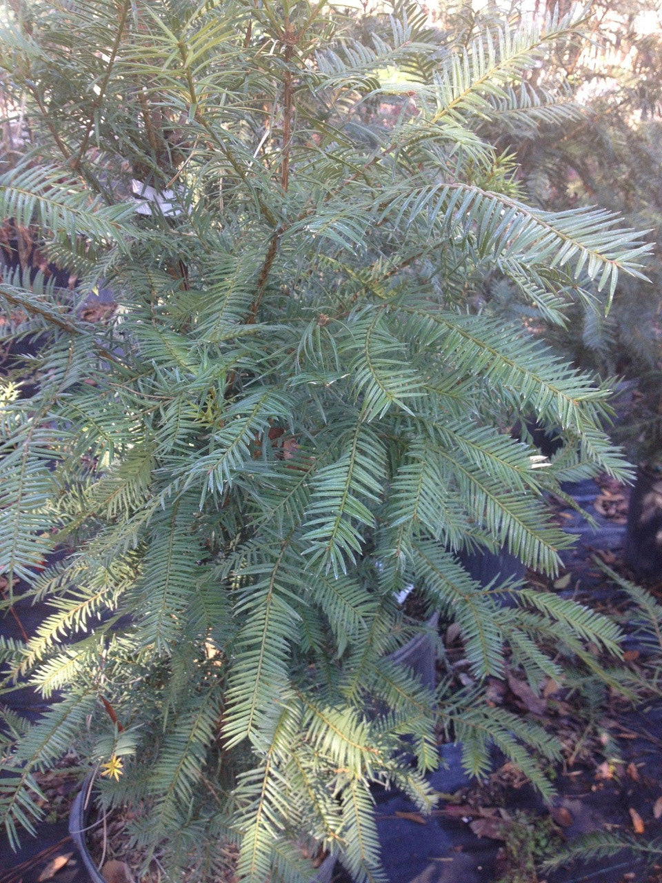Torreya Taxifolia " Florida Torreya"