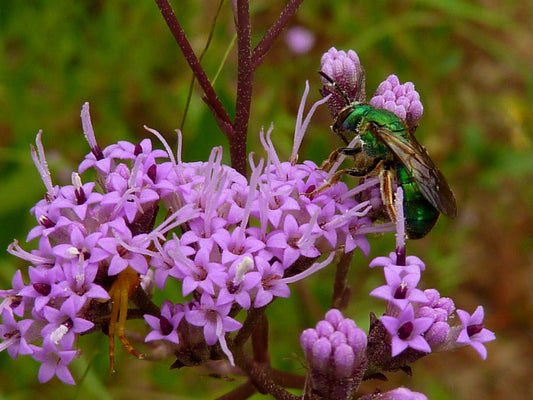 Carphephorus Odoratisimus "Vanillaleaf"