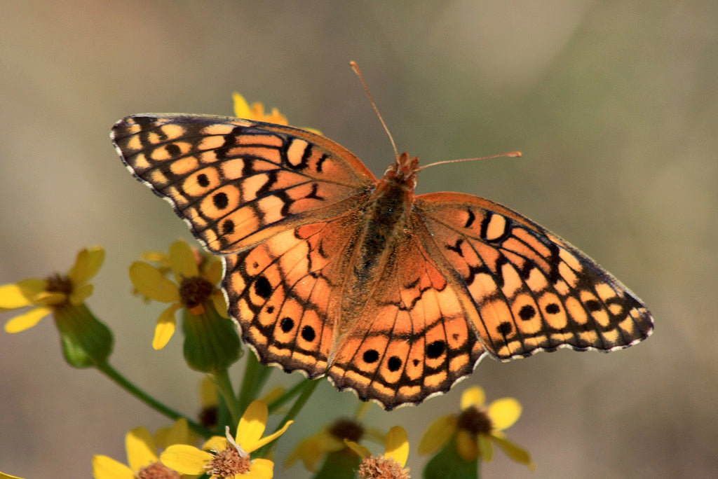 variegated fritillary butterfly uses Walter's violet as host plant