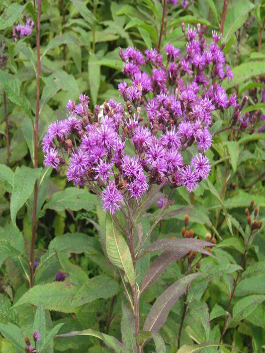 vernonia gigantea is the host plant for American lady butterfly