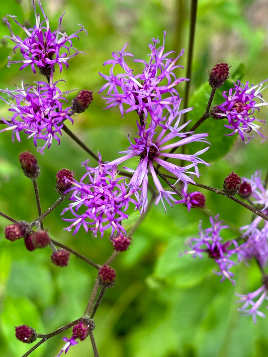 vernonia gigantea flower is host plant for American Lady butterfly