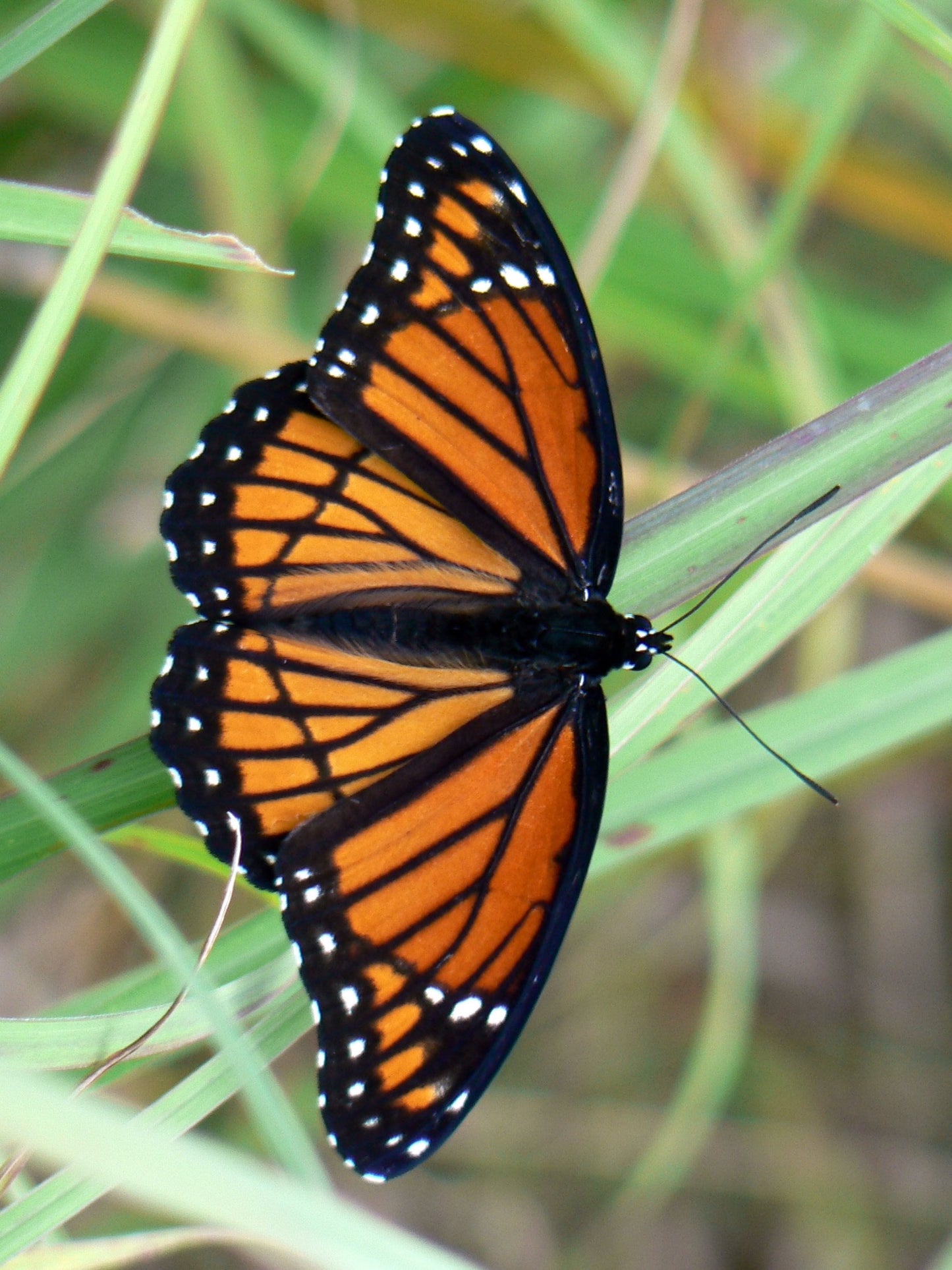 viceroy butterfly uses sails carolinensis as a host plant