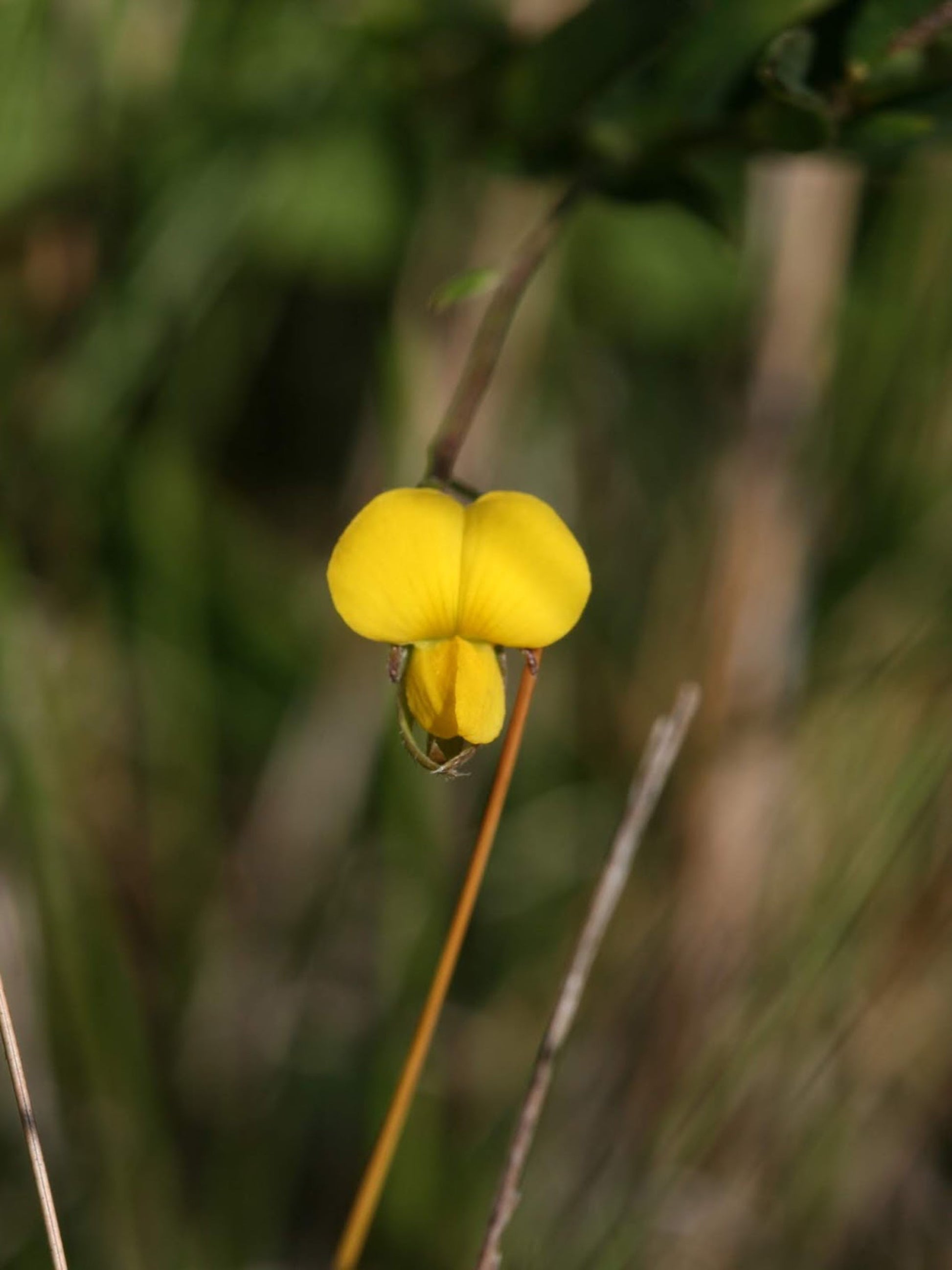 vigna luteola flower at Eden of Wings garden