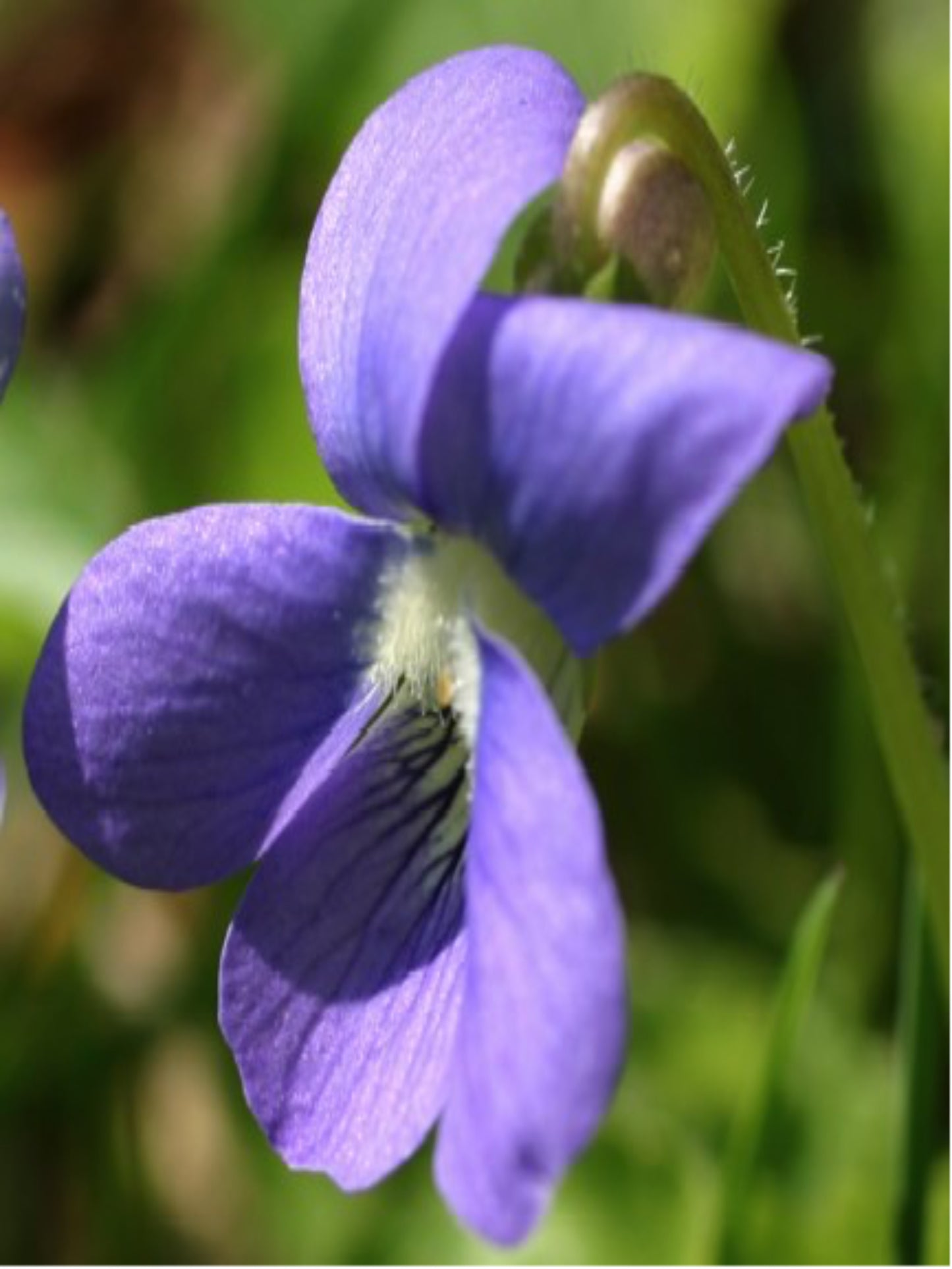 viola Walteri is the host plant for variegated fritillary butterfly