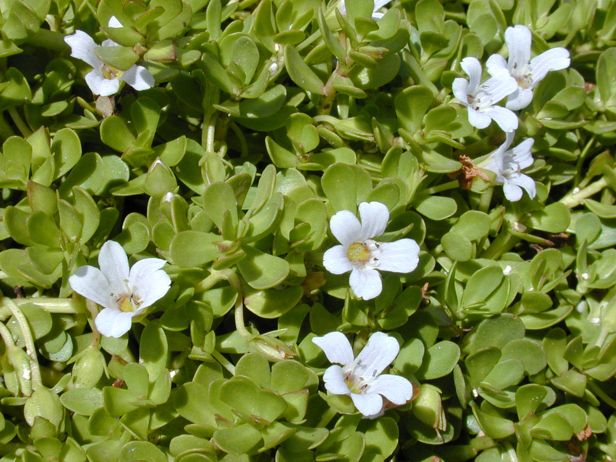 Bocopa Monnieri "Water Hyssop"