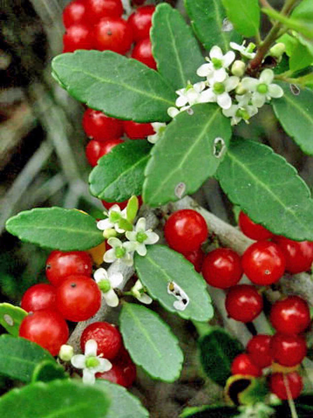 Ilex Vomitoria Pendula "Weeping Yaupon Holly"