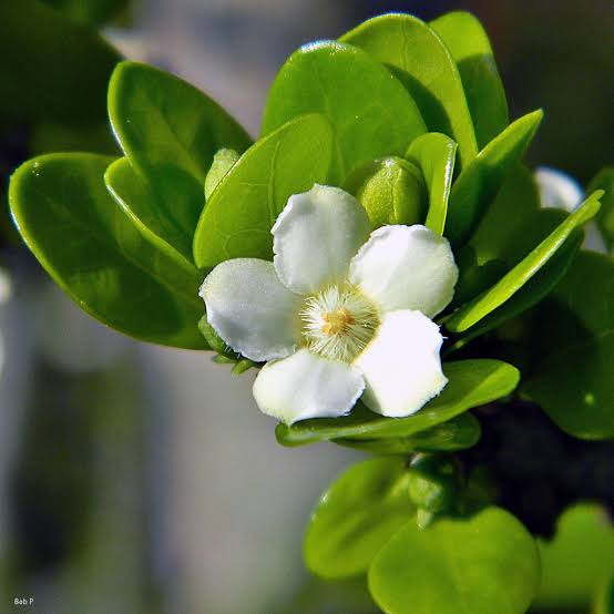 Randia Aculeata White Indigo Berry Plant for Gardens
