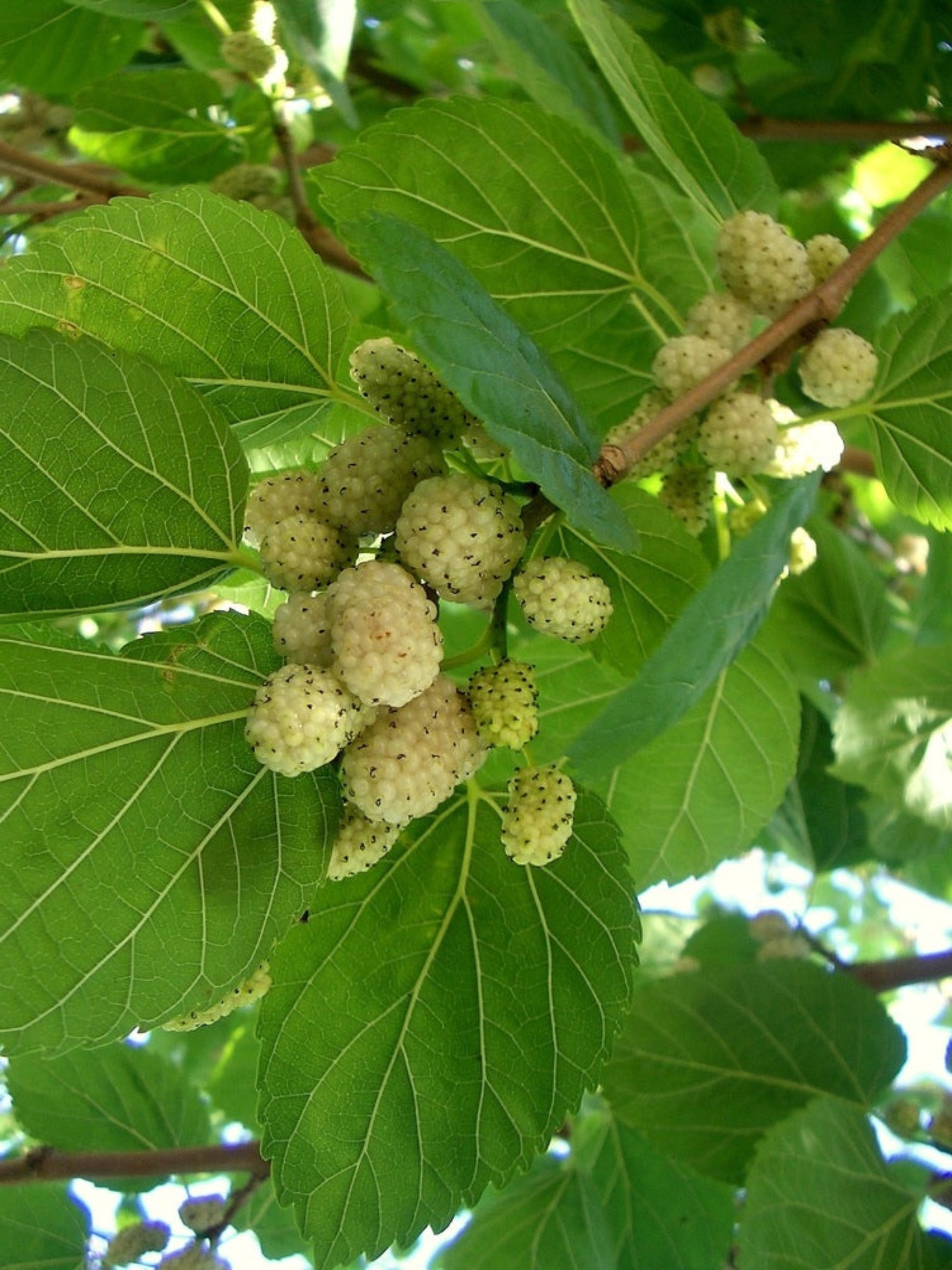 white mulberry is the host plant of White Lined Sphinx Moth