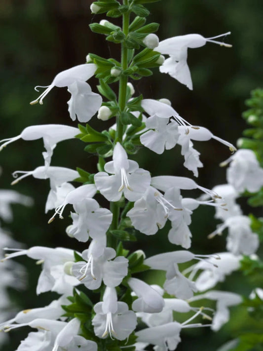 Salvia Coccinea " White Tropical Sage"