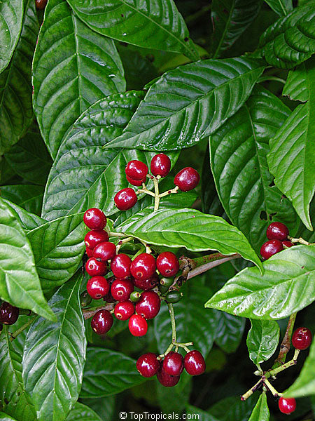Psychotria Nervosa "Wild Coffee"