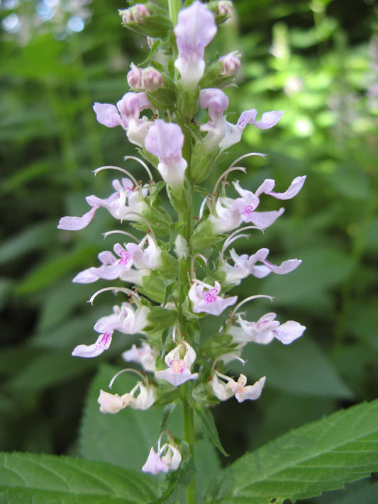 Teucrium Canadense  "Wood Sage"