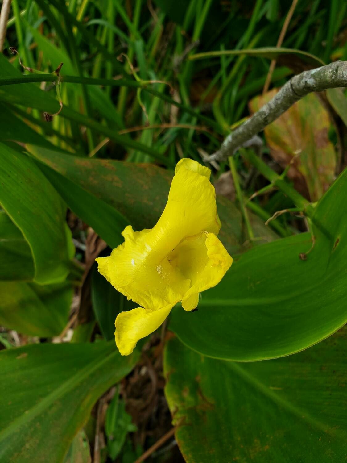 canna flaccida " yellow canna"  flower  host plant for canna skipper butterfly