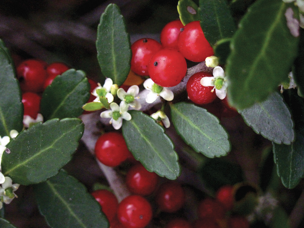 Ilex Vomitoria "Yaupon Holly"