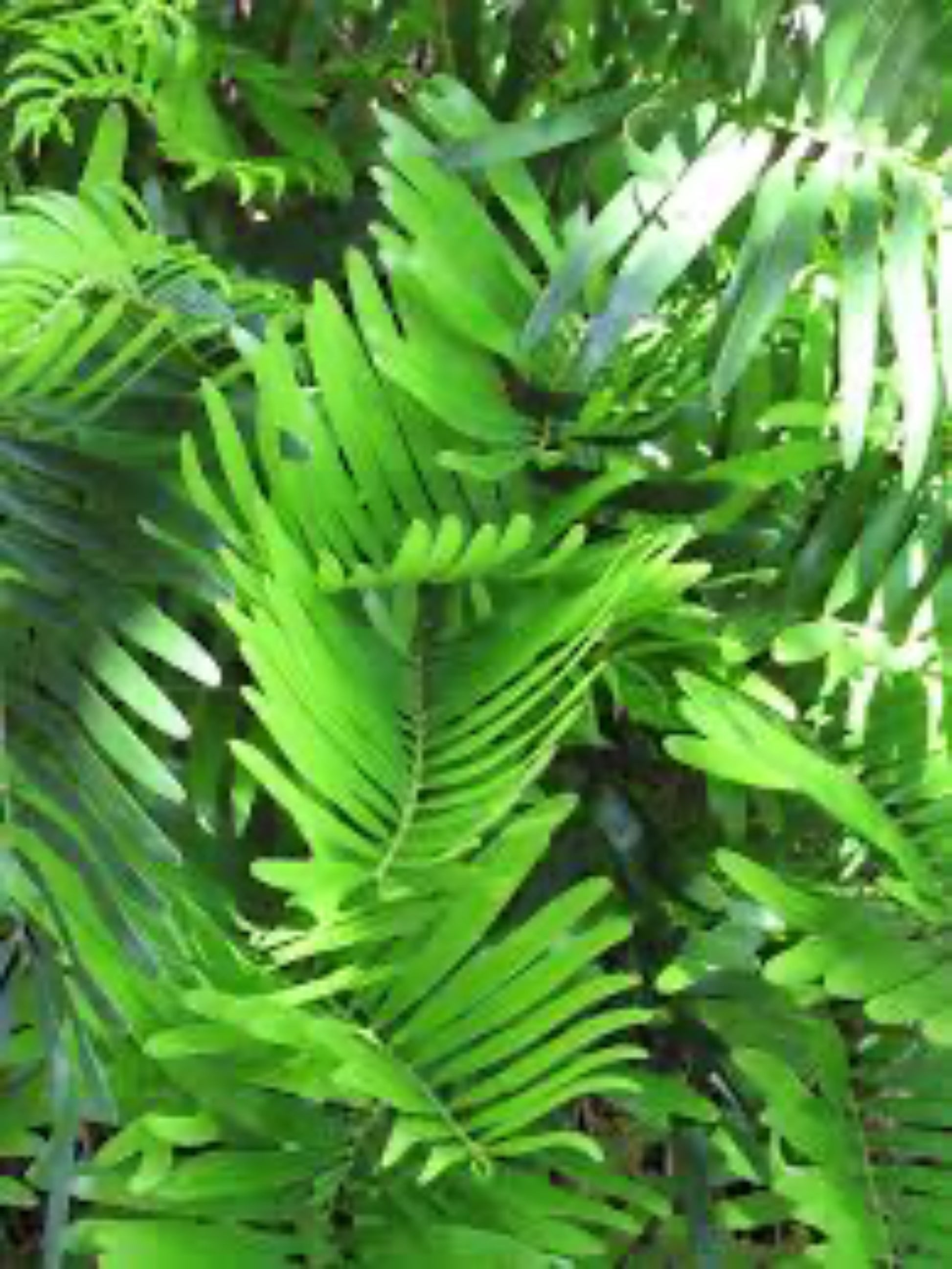 zamia intergrifolia " coontie" is the host plant for Atala butterfly