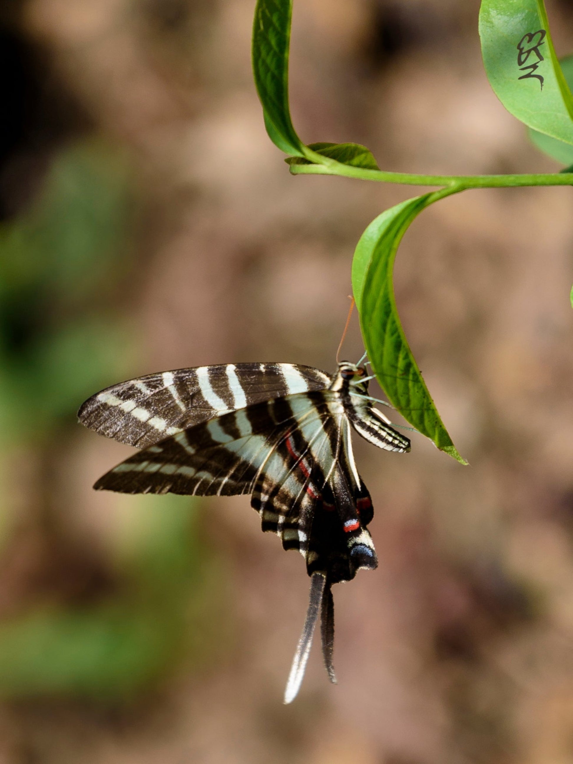 zebra swallowtail butterfly on a Asimina obovate pawpaw
