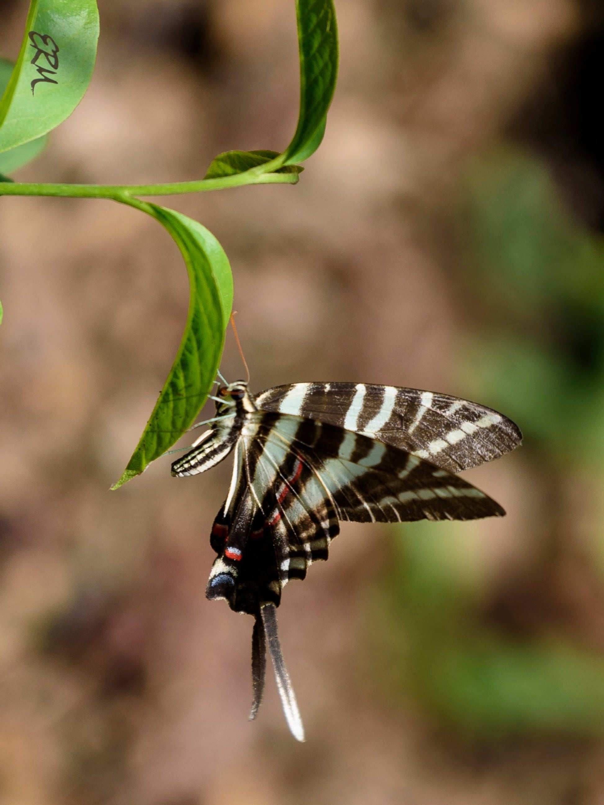 zebra swallowtail butterfly on a Asimina triloba pawpaw