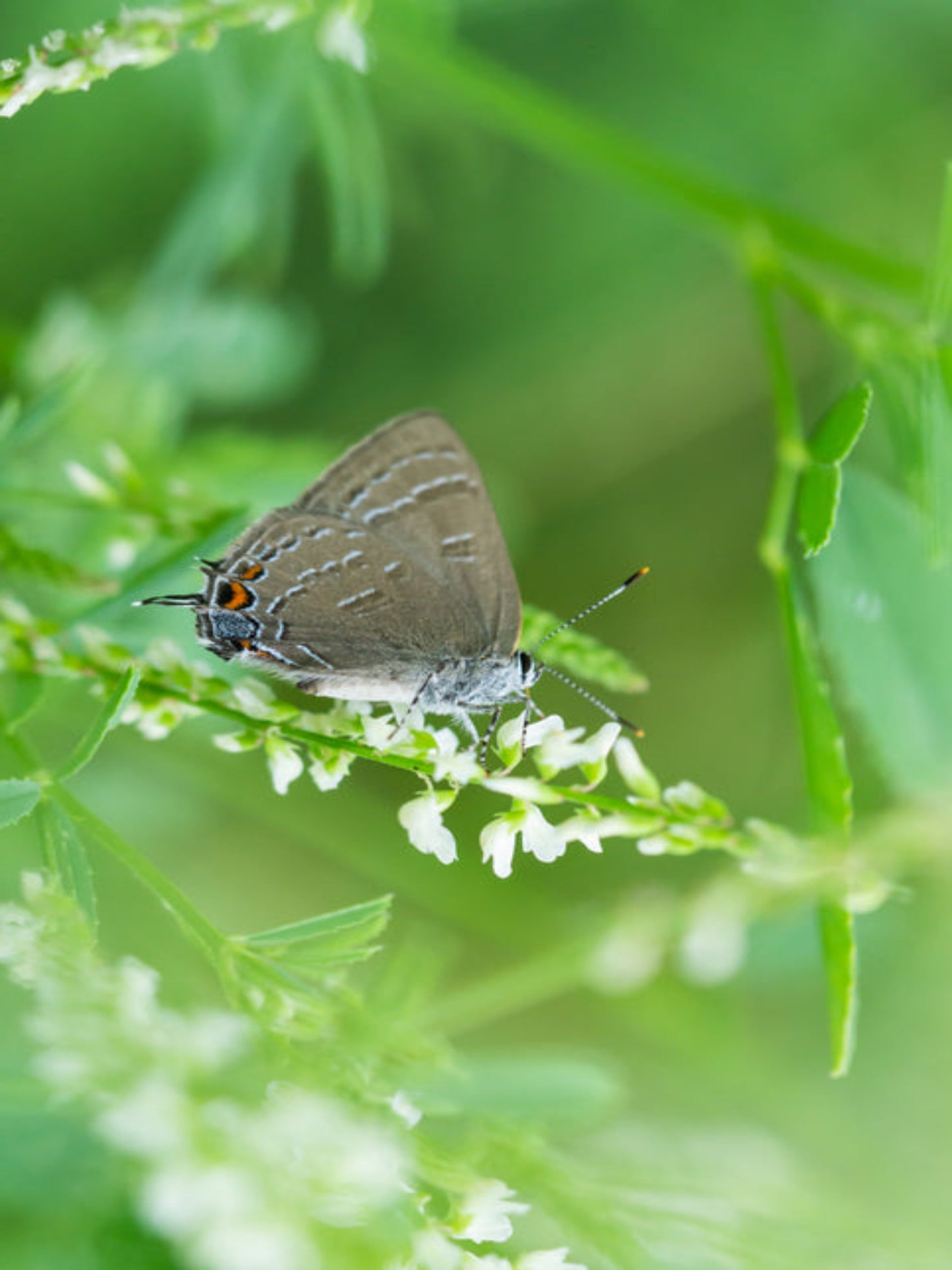 banded hairstreak butterfly on his host plant