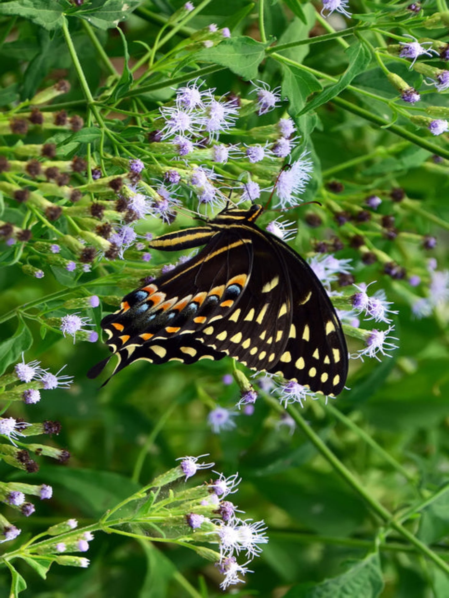 palamedes swallowtail on a nectar plant
