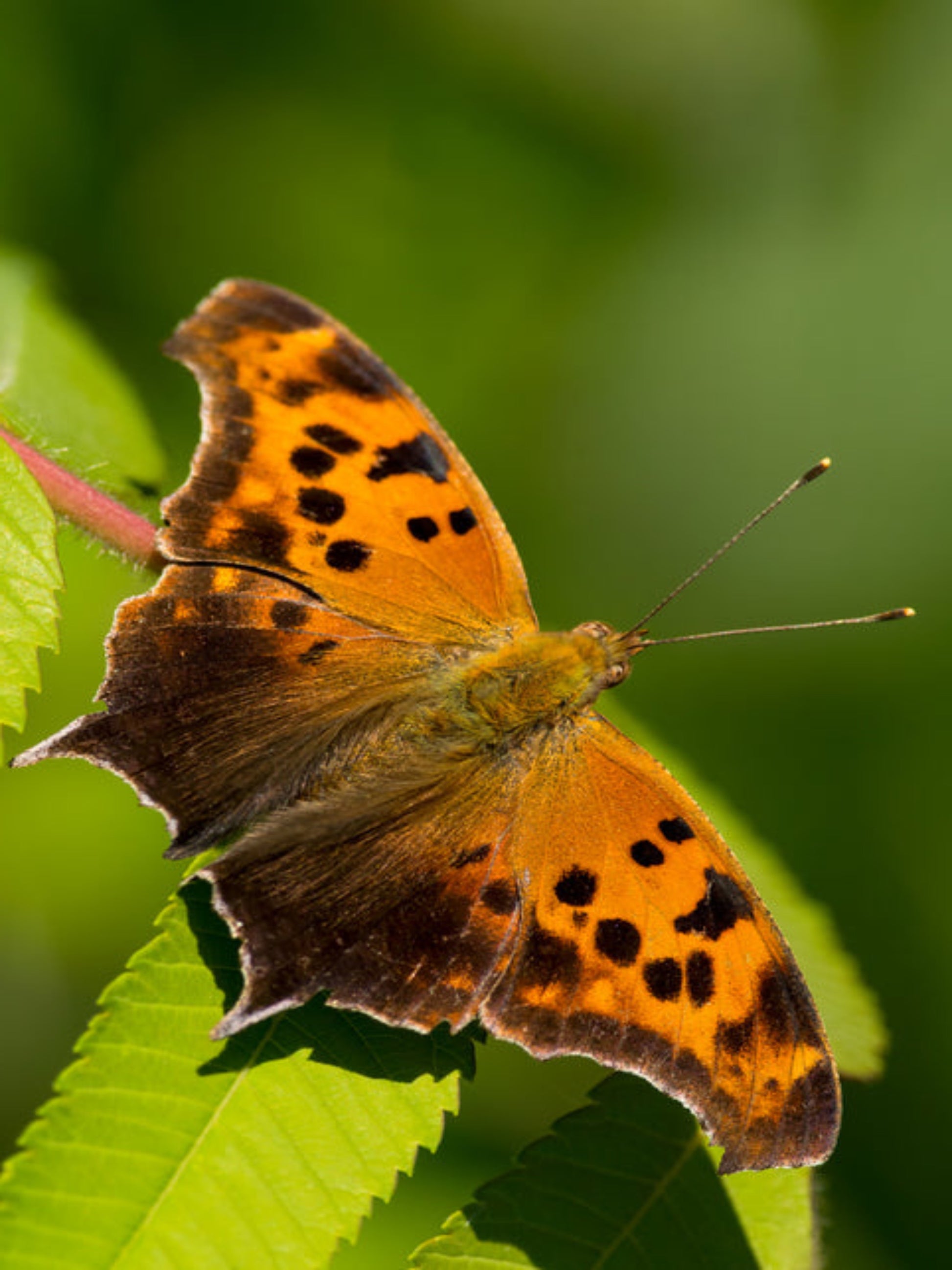 question mark butterfly uses winged elm as host plant