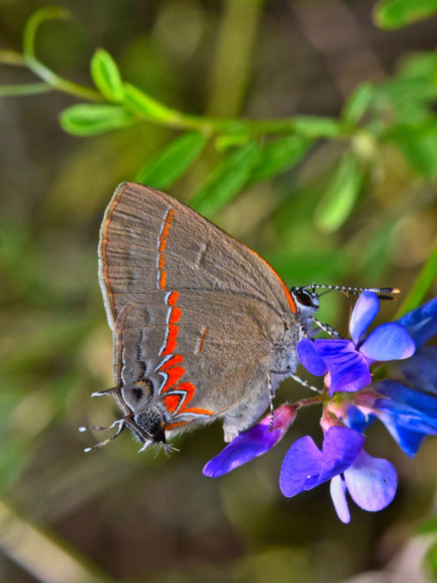 Red banded hairstreak on a nectar flower