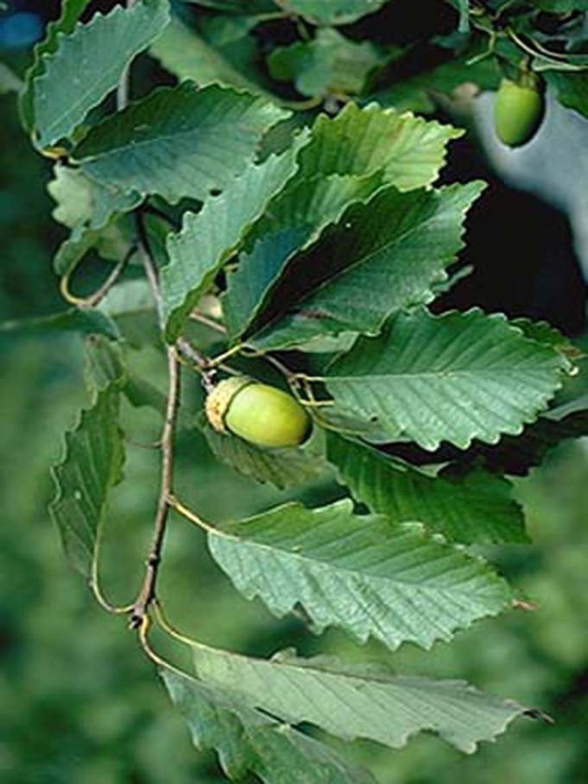 swamp chestnut oak is host tree for skipper butterflies