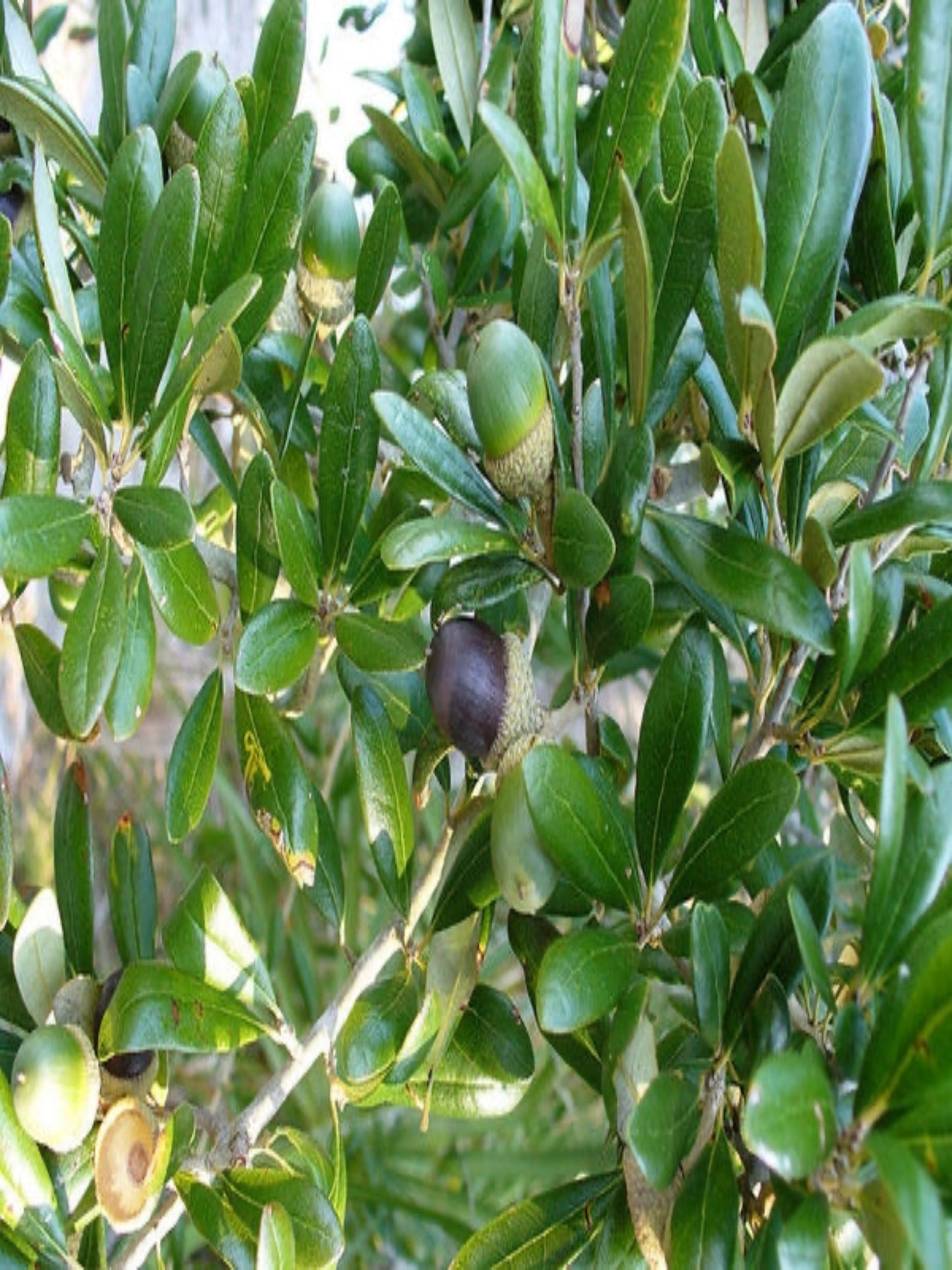 Quercus virginia "live oak" is host tree for skipper butterflies
