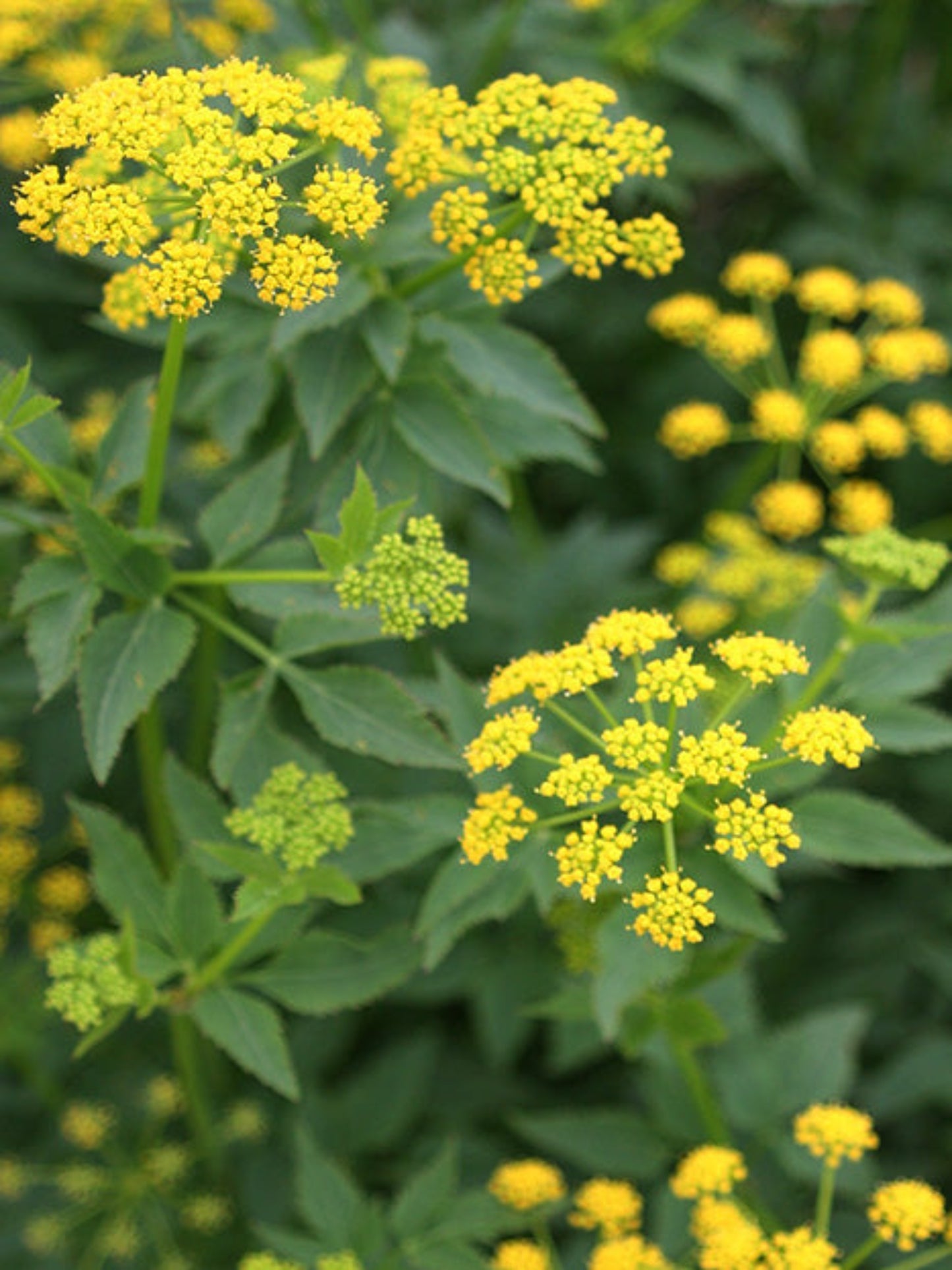 golden alexanders is the host plant for black swallowtail butterfly