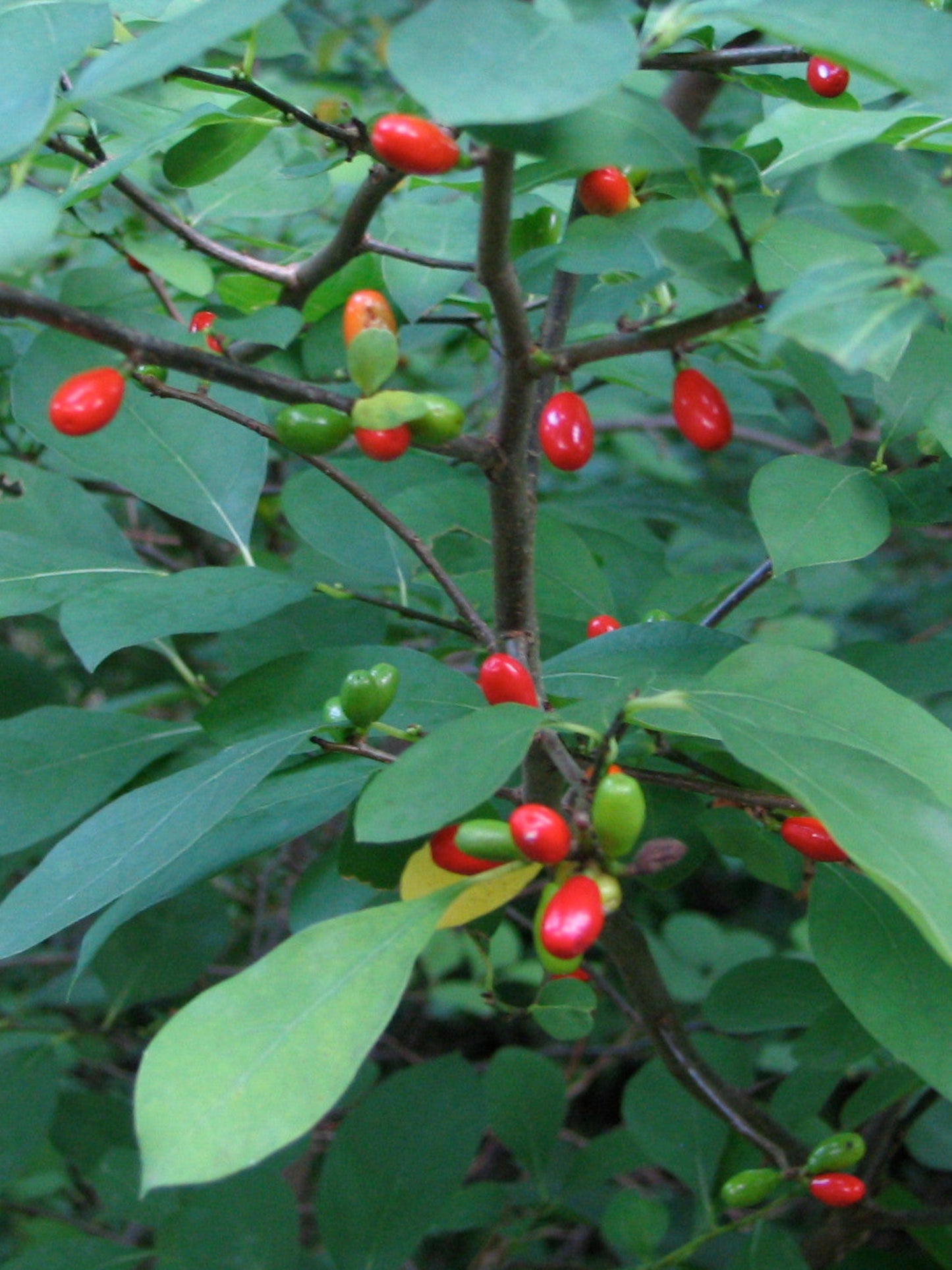 lindera benzoin fruit host plant for spicebush butterfly