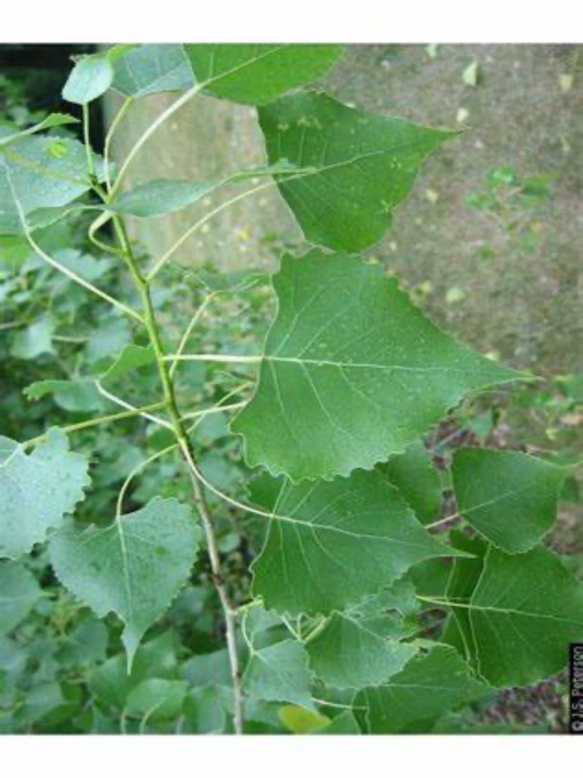populus deltoides leaf is the host plant for red spotted purple butterfly